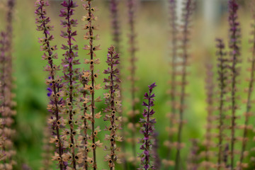 Floral background. Flowers field in dark sunshine.