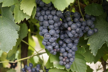 Grape vines in Balaton, Hungary 