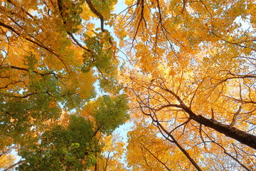Trees top with yellow and green leaves in autumn season. Forest.