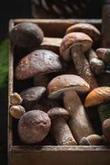 Closeup of raw wild mushrooms in old wooden box