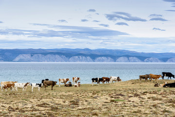 Obraz premium Lake Baikal, hills and cows eat grass with beautiful sky and clouds, Russia Oklhon island