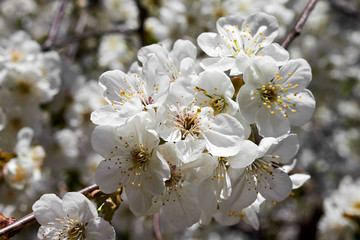 Branch of a blossoming cherry tree with beautiful white flowers against blue sky