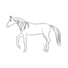 Vector illustration of horse and steed icon. Collection of horse and western stock symbol for web.