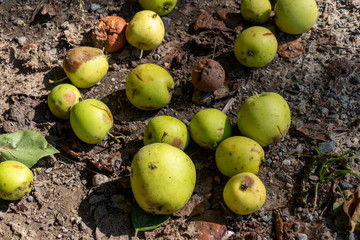 fallen apples on the ground