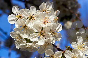 Branch of a blossoming cherry tree with beautiful white flowers against blue sky