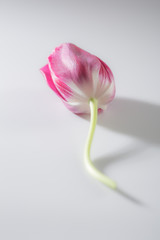 One tulip flower on white background