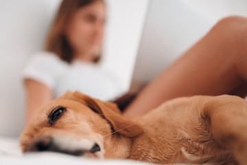 Dog sleeping in the bed by the girl working on laptop