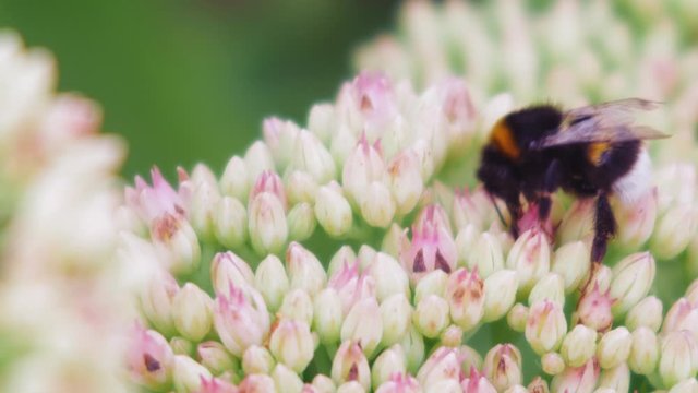 A macro closeup shot of a bumble bee collecting nectar from small pink and white flowers.