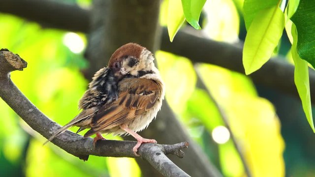 Close Up: bird in the wildlife sits on a branch. Background is out of focus. Beautiful Nature.