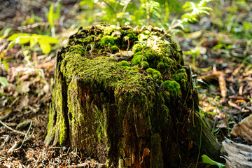 秋深い湖畔の森で見つけた苔が生えた切り株