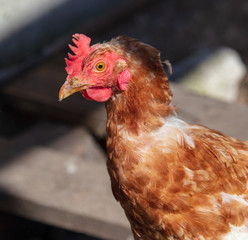 Portrait of a chicken walking on a farm