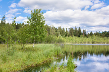 one birch grows on the shore of a lake in a birch grove on a summer day, birches forest by the lake. landscape. Spring summer  template natural background.