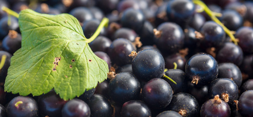 Ripe blackcurrant berries as a background