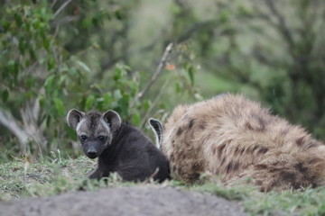 Spotted hyena cub next to his mom, Masai Mara National Park, Kenya.