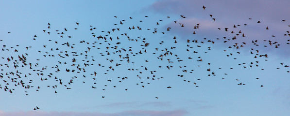 Flock of birds in the sky at sunset