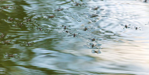 Spiders on the surface of water in nature