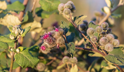 prickly flower at sunset in nature