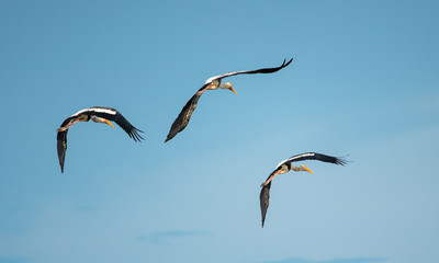 Three birds flying in the sky