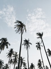 Fototapeta premium Lonely tropical exotic coconut palm trees against blue sky on windy day. Neutral minimal background. Summer and travel concept on Phuket, Thailand.