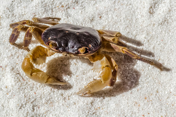 crab on the beach