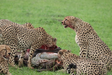 Five cheetahs feeding a wildebeest kill, Masai Mara National park, Kenya.