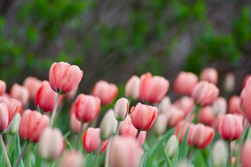 Beautiful colourful pink tulips with green leaves.