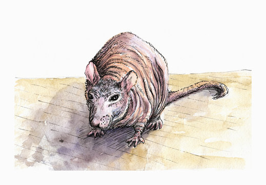 Sphinx rat with bare skin on the wooden floor watercolor on paper illustration with ink