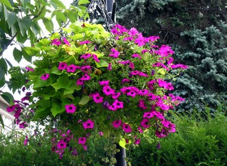 purple and multicolor flowers of petania potted plant