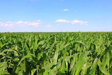 Green field with young corn