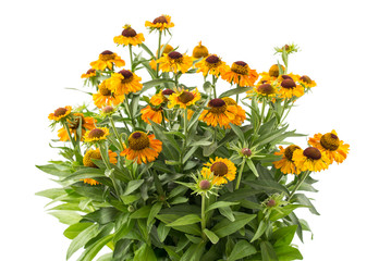 Sonnenbraut - Helenium