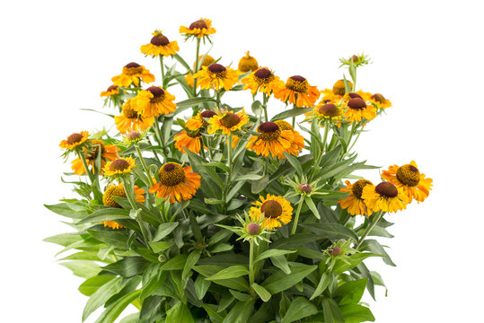 Sonnenbraut - Helenium