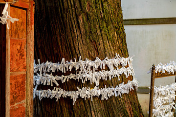 晩秋の神社にあるおみくじ結びの木に宿る神様から精霊