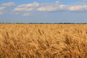 Wheat field against a blue sky