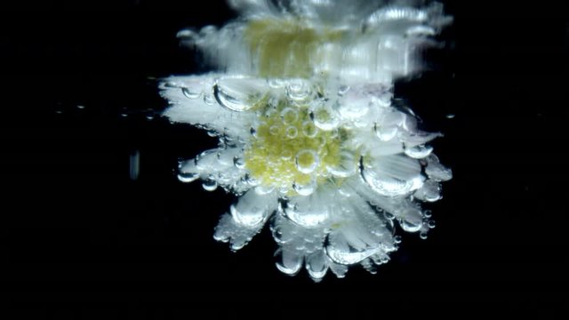 4k Extreme Close-up of Water Bubbles on Flower