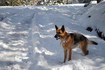 german shepherd playing in the snow
