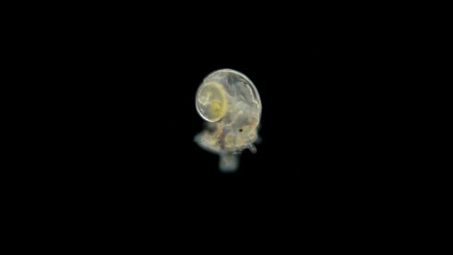The Black Sea plankton and zooplankton under the microscope, the larva of the mollusk Gastropoda, or just a snail, at the veliger stage, at this stage has lobed cilia, thanks to which it swims and