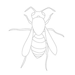 vector, isolated, contour wasp, bee on a white background