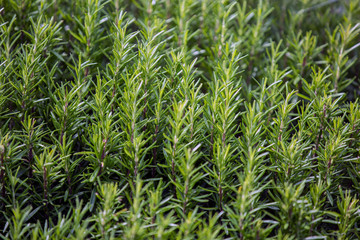 Obraz premium Close up of fresh rosemary