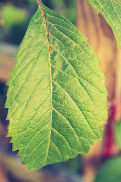 Green leaf close-up. Macro photography of plants. Toned.