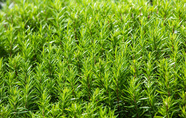 Close up of fresh rosemary