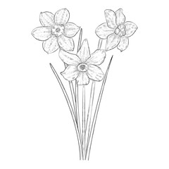Hand-drawn black and white sketch of narcissus flowers.Vector  EPS 10.