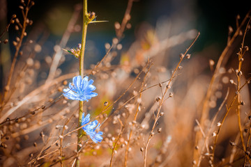 Natural autumn background in nature