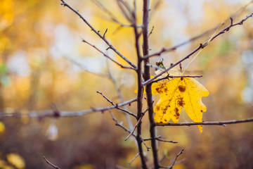 A tree branch with autumn leaves of a maple on autumn blurred background. Landscape in autumn season. space for text. warm sunrays illuminate the dry, gold beech leaves covering