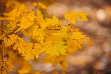 A tree branch with autumn leaves of a maple on autumn blurred background. Landscape in autumn season. space for text. warm sunrays illuminate the dry, gold beech leaves covering