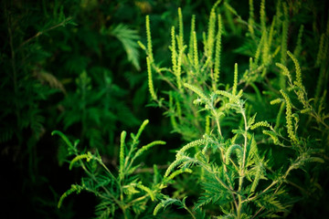 Green plant.  Green bush. Beauties of nature.