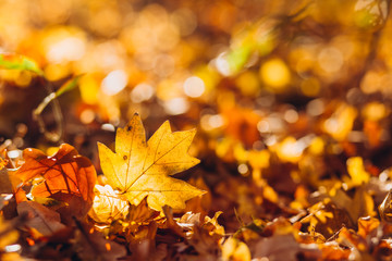 sunrays illuminate the dry, gold beech leaves covering the forest ground. Golden autumn leaves on the ground. Texture of autumn maple leaves.