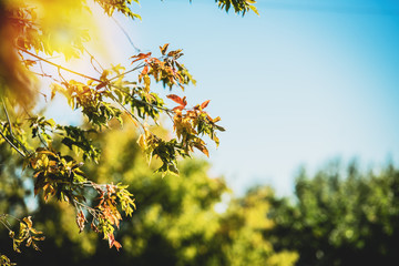 Galateya autumn leaves over the sky in the sunlight.
