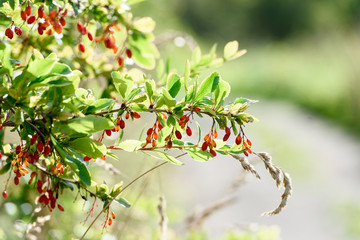 Fototapeta na wymiar Bush with red autumn berries. Blurred background.