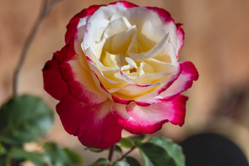 Pink and Yellow Two Toned Rose