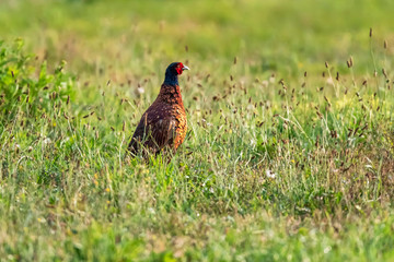 Male pheasant in morning sunlight in pasture.